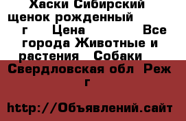 Хаски Сибирский (щенок рожденный 20.03.2017г.) › Цена ­ 25 000 - Все города Животные и растения » Собаки   . Свердловская обл.,Реж г.